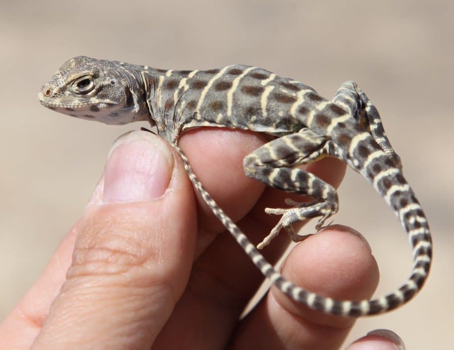 Fresno Chaffee Zoo Conservation Center to open