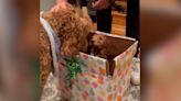 Watch this Goldendoodle surprised by a little brother and new best friend