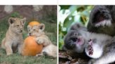 48 Cute Baby Animals To Get You Through Anything