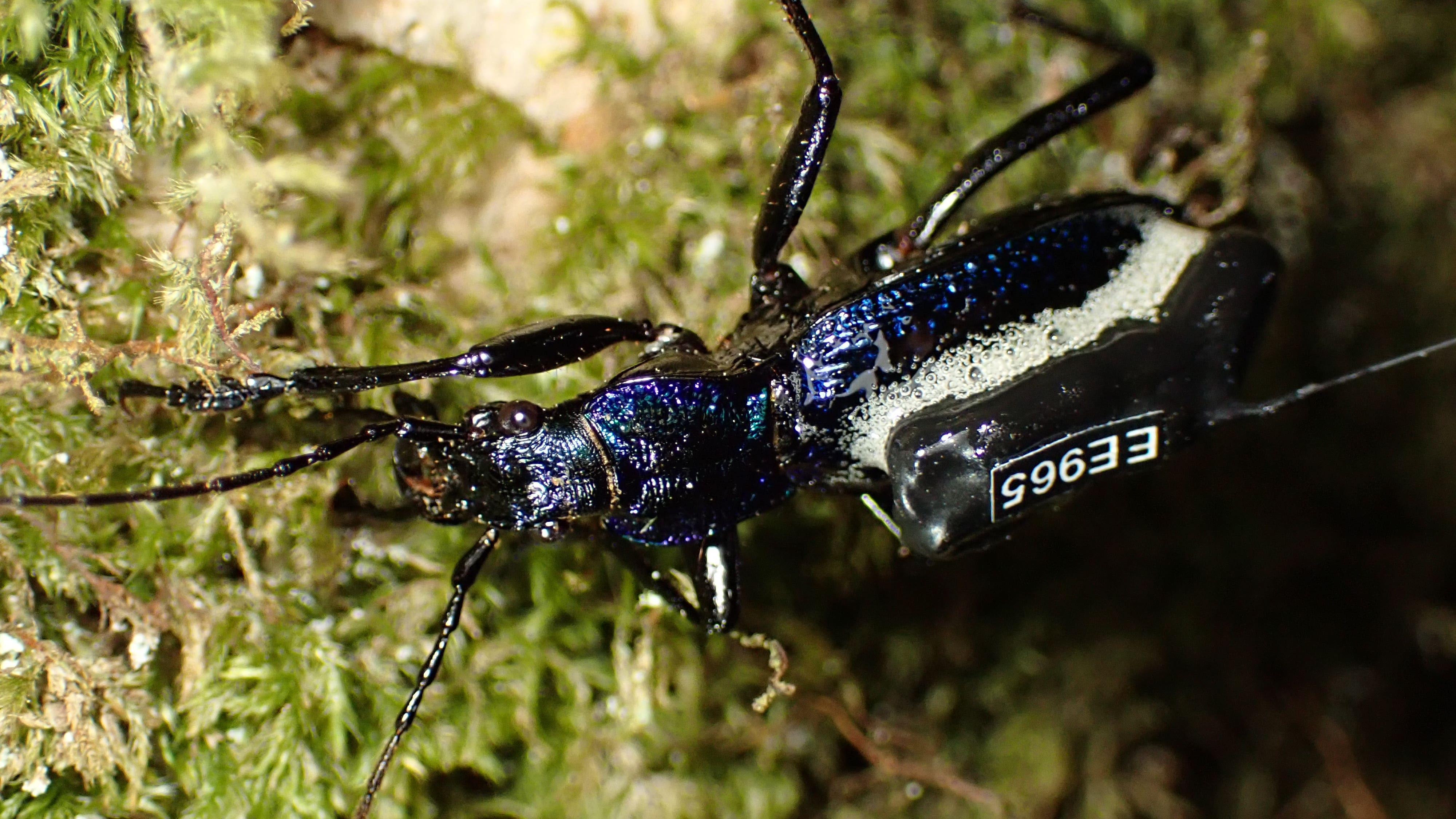 Scientists put ‘mini backpacks’ on one of UK’s rarest beetles to study movements