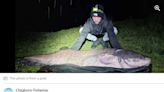 Amateur angler lands 143-pound monster catfish in UK — and may set national record