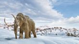 Woolly mammoths weren't always shaggy. Here's when they evolved some of their trademark features.