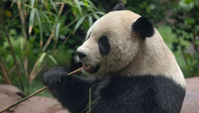 San Diego Zoo releases 1st video of new pandas from China