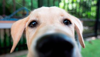 Duke’s Puppy Kindergarten deepens understanding of man’s best friend, human-dog bond