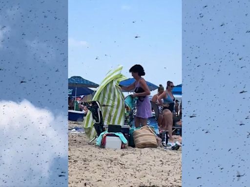 WATCH: Supersized dragonflies invade beach in USA’s Rhode Island
