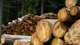 15 Biggest Lumber Companies in the World