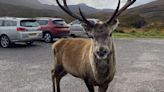 Famous Highland Deer Put Down After Hikers Feed It Croissants