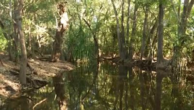 Australian rangers shoot 14ft crocodile that killed girl swimming in creek