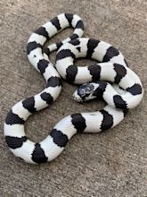 High White California King Snake for sale | Snakes at Sunset