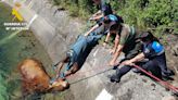 Rescatada en Guardo una vaca que cayó accidentalmente al canal