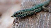 La lagartija ibicenca pasa de especie 'casi amenazada' a entrar en el listado de 'en peligro de extinción'