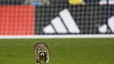 Raccoon invades field and dodges trash can-wielding officials at soccer game