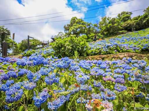 北宜公路「免費繡球花海」正美 登觀景台遠眺龜山島、蘭陽平原