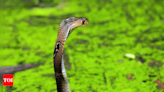 Common blood thinner can neutralize deadly cobra venom - Times of India