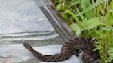 Rarely-seen rattlesnake found in Ohio