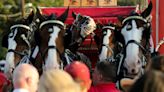 Mane event: Budweiser Clydesdales to visit Tuscaloosa next week