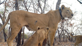 "On the brink of extinction," rare West African lion cubs caught on video