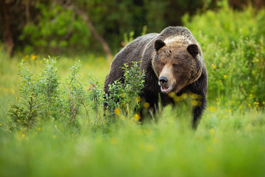A 72-year-old was alone picking huckleberries in a Montana forest. Then, a grizzly bear attacked him - East Idaho News