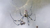'Giant, venomous, flying spiders' expected to spread into our region, entomologists say