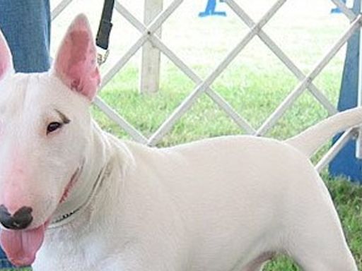 Un veterinario pierde los ojos en el brutal ataque de un perro bull terrier