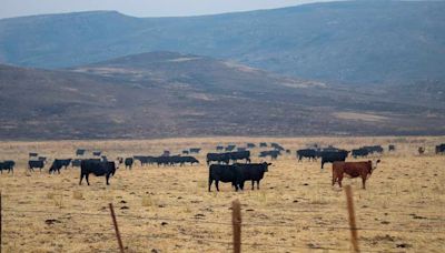 Idaho ranchers faced with tough decisions in the aftermath of summer wildfires - East Idaho News