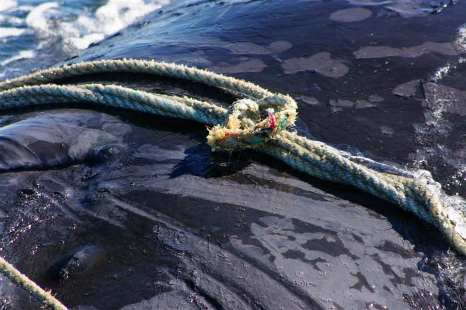 Entangled North Atlantic right whale spotted in Gulf of St. Lawrence, off N.B.