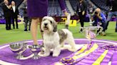 What is a PBGV? 3 facts about the Westminster Best in Show 2023 winning dog breed
