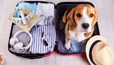 Viajar con mascotas: requisitos para sacar a su compañero del país