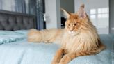 Depressed Maine Coon Gets His Own Kitten and Cheers Right Up