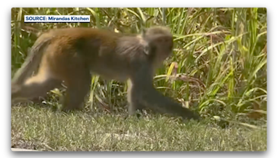 Wild monkeys spotted roaming Florida neighborhoods: 'Absolutely crazy'