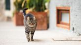 What Is a Feral Cat? How Are They Different Than Stray Cats?