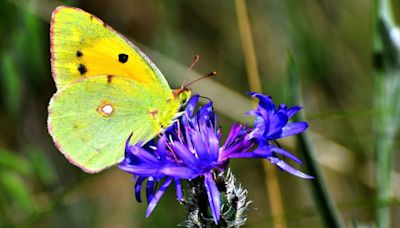 Butterflies, Balloons and Paris Olympics: Photos of the week