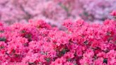 How To Plant Azalea Bushes For Maximum Impact