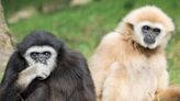 Zookeepers were stumped when a female gibbon got pregnant while alone in her cage. 2 years later they say there was a tiny hole that she and a neighboring male used to copulate through.