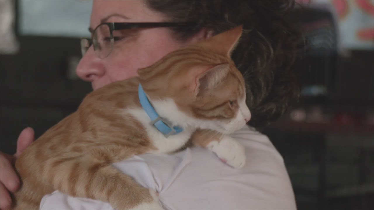 Animal Haven Rescue hosts Annual Mermaids and Meow event