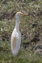 Western cattle egret