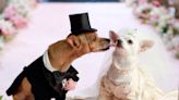 Dozens of Canine Couples Set to Gather in Bid to Break the Largest Dog Wedding World Record