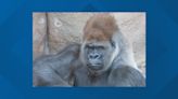 Saint Louis Zoo suffers great loss after sudden death of Little Joe