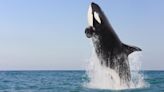 Los científicos desentrañan el gran misterio de una ballena varada