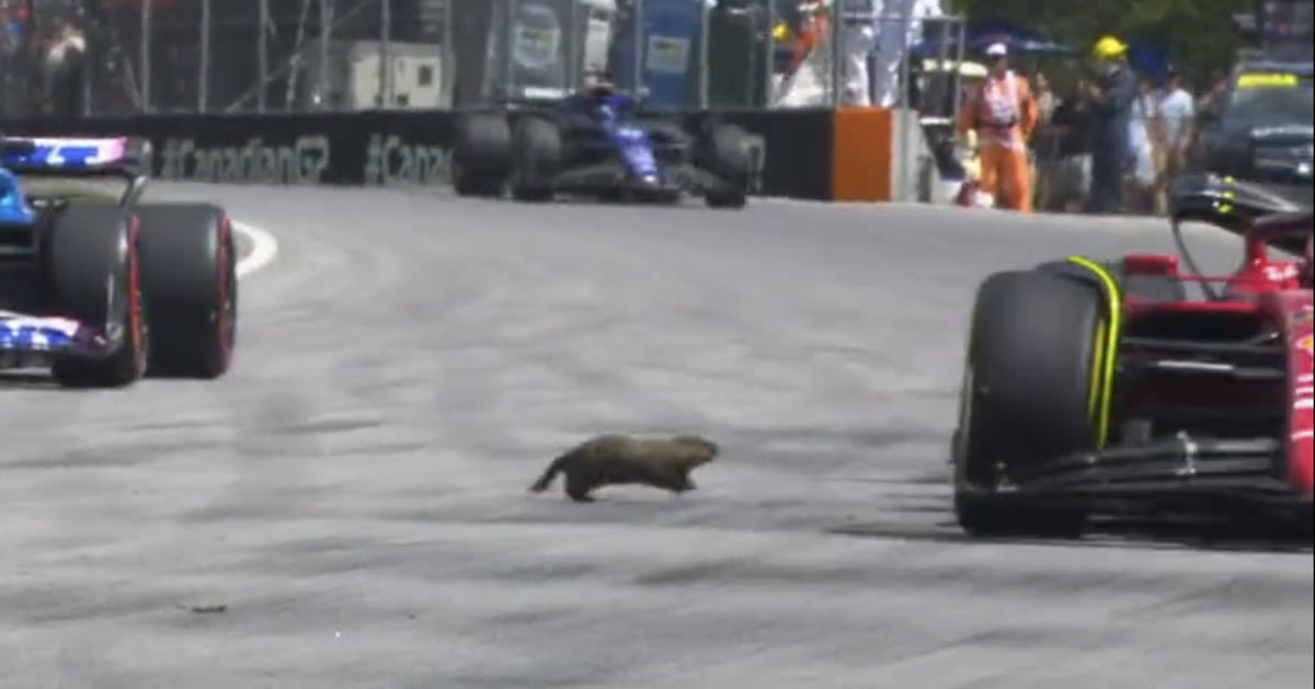 Canadian Grand Prix’s biggest crowd pleasers are ... groundhogs?