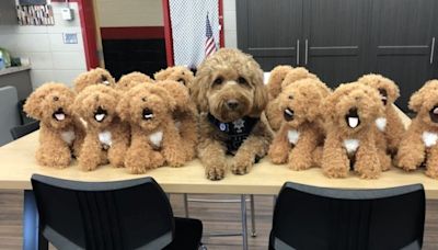 Students hope to share ‘Major’ joy of therapy dog with look-a-like plushes for all