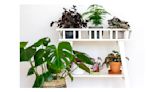 The best plant stands for bringing life to your living space