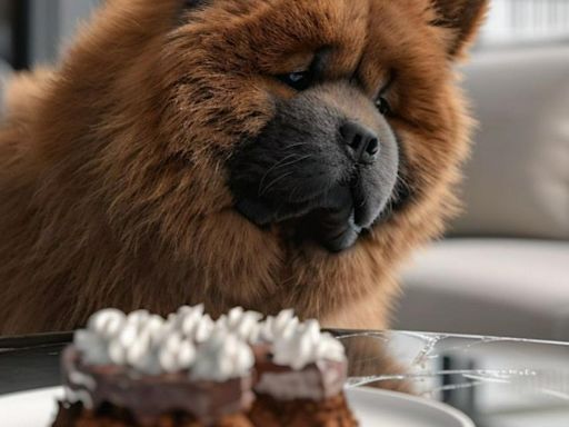 ¿Qué pasa si su perro come un pedazo de pastel de chocolate? Así puede reaccionar