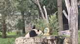 El último cumpleaños de Xiao Qi Ji en EE.UU.: ¿El fin de la diplomacia panda?