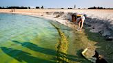 Toxic algae blooms are growing on lakes and beaches across the US, and health departments warn they can poison kids and kill pets