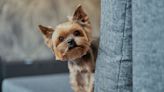 The most popular dog breeds in DC, Maryland and Virginia - WTOP News