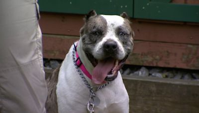 Pitbull available for adoption at animal shelter in Monroe