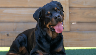 People Can’t Get Enough of Rottweiler Finding His Doggy ‘Mini Me'