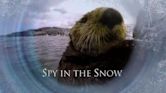 Spy in the Snow
