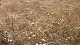 Silent Plains: With a history of neglect, grasslands have become the forgotten ecosystem